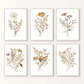 Wild Flower Wall Art - Set of 6